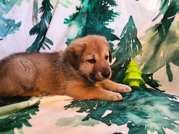 chinook puppy